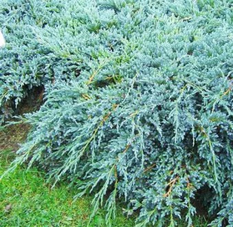 Можжевельник Блю Карпет / d 40-50 / Juniperus Blue Carpet. Балаклія. фото 1 Можжевельник Блю Карпет / d 40-50 / Juniperus Blue Carpet. Балаклія. фото 1