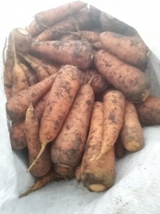 Продам моркву і солодкий кабак. Моркви примерно 2 т. По 15 гр. Кабак 400 кг. По . . фото 3