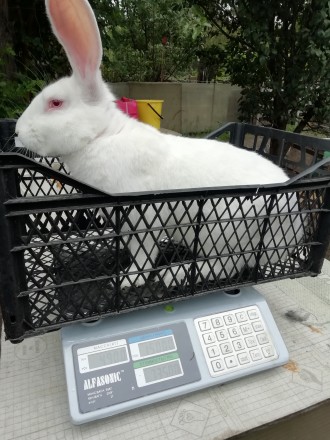 Продам кроликів
Кролики « ТЕРМОНСЬКА БІЛА – порода бройлерна, скоро. . фото 3