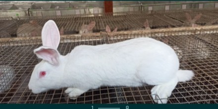 Продам кроликів
Кролики « ТЕРМОНСЬКА БІЛА – порода бройлерна, скоро. . фото 2
