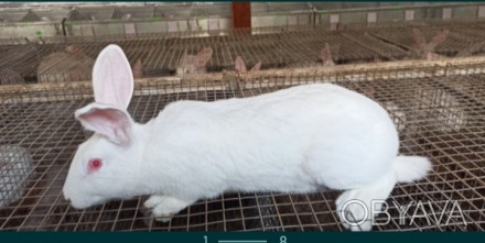 Продам кроликів
Кролики « ТЕРМОНСЬКА БІЛА – порода бройлерна, скоро. . фото 1