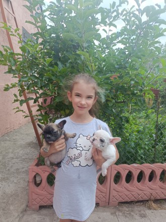 Цуцики французького бульдога. Запоріжжя. фото 1 Цуцики французького бульдога. Запоріжжя. фото 1