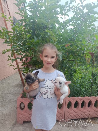Цуцики французького бульдога