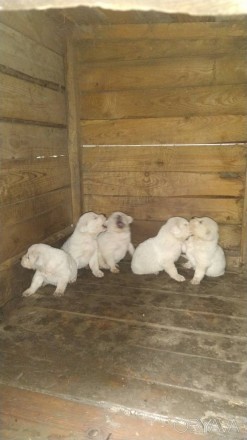 Продаются 2-месячные щенки породы Алабай. 
5 милых щенков ждут своих хозяев.
Э. . фото 3