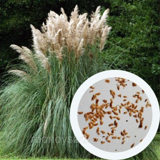 ХАРАКТЕРИСТИКА и описание пампасной травы
Ценность: высокое многолетнее травянис. . фото 2