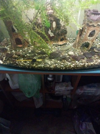Продам акваріум 110 літрів прямокутний, в акваріумі є рибки золоті, сомік переве. . фото 3