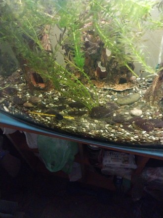 Продам акваріум 110 літрів прямокутний, в акваріумі є рибки золоті, сомік переве. . фото 4