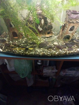 Продам акваріум 110 літрів прямокутний, в акваріумі є рибки золоті, сомік переве. . фото 1
