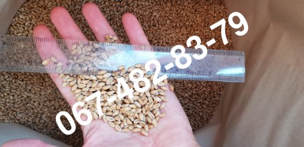 Baxter — сорт мягкой пшеницы-двуручки, разработанный на основе нанотехноло. . фото 2