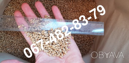 Baxter — сорт мягкой пшеницы-двуручки, разработанный на основе нанотехноло. . фото 1