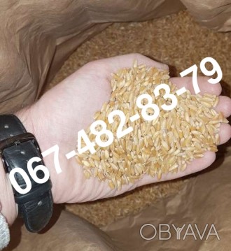 Сорт ZELMA ярой твердой пшеницы, научно разработанный на основе нанотехнологии к. . фото 1
