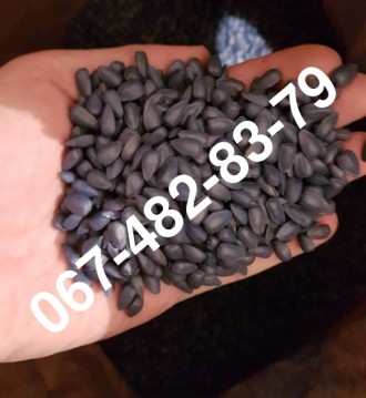 Продам семена подcолнечника CARRON (канадский гибрид). Одеса. фото 1 Продам семена подcолнечника CARRON (канадский гибрид). Одеса. фото 1