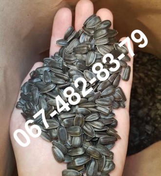 Продам семена подсолнечника VIKING F 696 (канадский гибрид). Одеса. фото 1 Продам семена подсолнечника VIKING F 696 (канадский гибрид). Одеса. фото 1