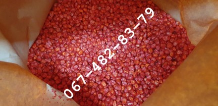 Продам семена кукурузы ADEL ФАО 260 канадский трансгенный гибрид. Одеса. фото 1 Продам семена кукурузы ADEL ФАО 260 канадский трансгенный гибрид. Одеса. фото 1