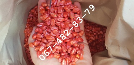 Продам семена кукурузы CORBIN ФАО 260 канадский трансгенный гибрид. Одеса. фото 1 Продам семена кукурузы CORBIN ФАО 260 канадский трансгенный гибрид. Одеса. фото 1