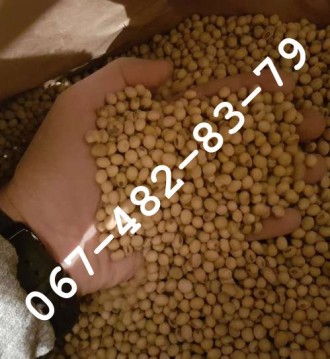 Продам семена сои DREM (под раундап) канадский трансгенный сорт (элита). Одеса. фото 1 Продам семена сои DREM (под раундап) канадский трансгенный сорт (элита). Одеса. фото 1