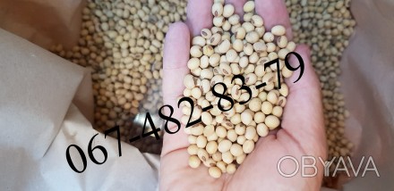 Семена сои COLBY канадский трансгенный сорт(под Раундап)
Высота стебля 1,20-1,3. . фото 1
