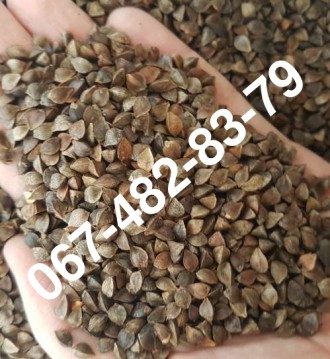 Продам семена гречихи PENNY канадский трансгенный сорт (элита). Одеса. фото 1 Продам семена гречихи PENNY канадский трансгенный сорт (элита). Одеса. фото 1