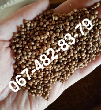 Продам семена кориандра RATON ярый канадский трансгенный сорт (элита). Одеса. фото 1 Продам семена кориандра RATON ярый канадский трансгенный сорт (элита). Одеса. фото 1