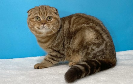 Запорожский питомник шотландских кошек "Panacea Julimax" предлагает на. . фото 2
