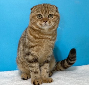Запорожский питомник шотландских кошек "Panacea Julimax" предлагает на. . фото 5