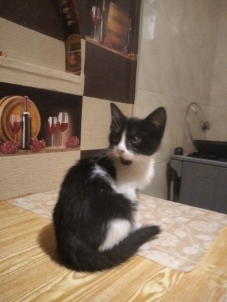 Кошечка Машенька. Одесса. фото 1 Кошечка Машенька. Одесса. фото 1