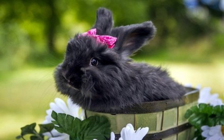Чорний декоративний кролик, символ 2023 року. Оренда чорного кролика.. . фото 4