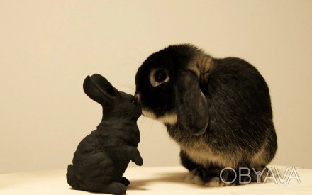 Чорний декоративний кролик, символ 2023 року. Оренда чорного кролика.. . фото 1