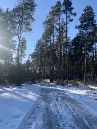 Шикарный участок в сосновом лесу в Песчанке. Площадь 25 соток. 
Готов под начало. . фото 7