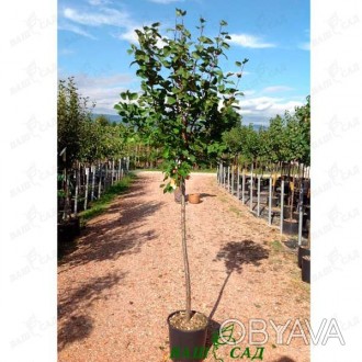 'Абрикос - небольшое плодовое листопадное деревце с широкой кроной и глубокой ко. . фото 1
