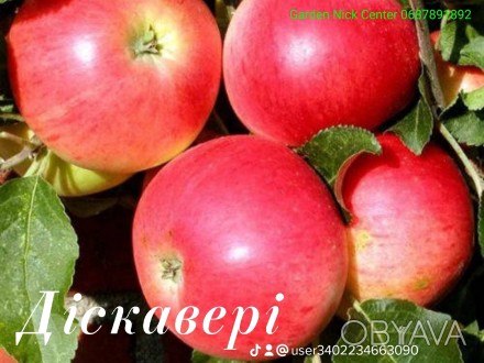 Саджанці Яблунь на підщепі мм-106