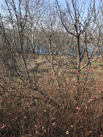 Участок на берегу озера, в шести километров от города Черноморск.. Одеса. фото 1 Участок на берегу озера, в шести километров от города Черноморск.. Одеса. фото 1