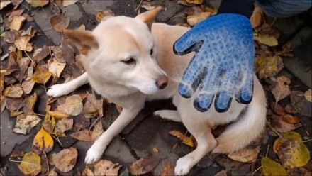 
Рукавичка для вичісування шерсті тварин True Touch Pet Glove
Рукавичка масажна . . фото 7
