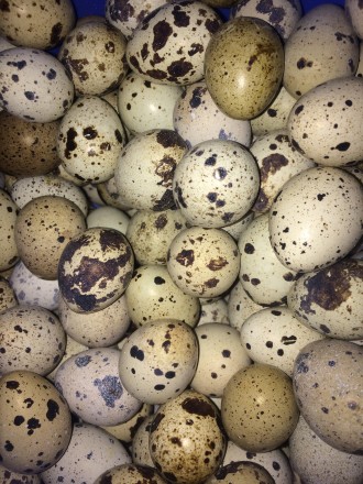 Яйца инкубационные Техасец бройлерный белый. Ферма находится в Одессе на Слободк. . фото 4