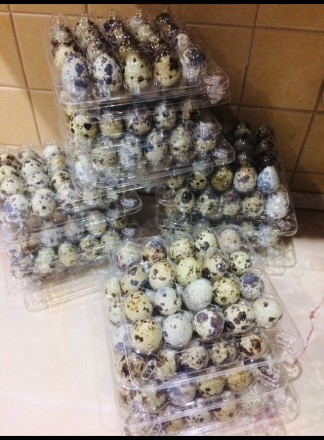 Яйца инкубационные Техасец бройлерный белый. Ферма находится в Одессе на Слободк. . фото 5