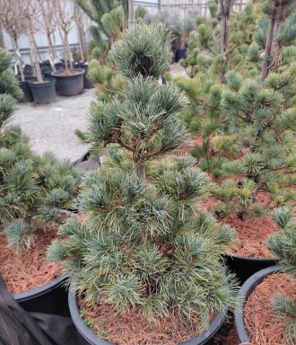 Сосна японская Бергман​​​​ / Pinus parviflora Bergman 
Редкая медленно растущая,. . фото 2