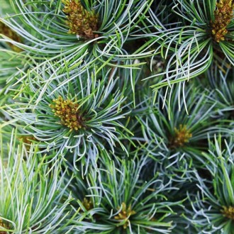 Сосна японская Бергман​​​​ / Pinus parviflora Bergman 
Редкая медленно растущая,. . фото 4