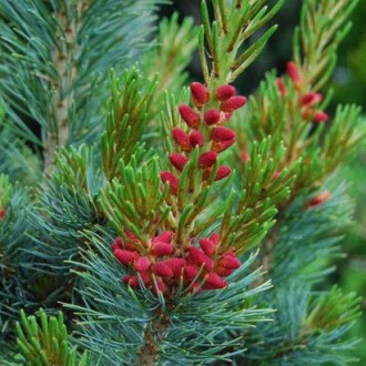 Сосна японская Бергман​​​​ / Pinus parviflora Bergman 
Редкая медленно растущая,. . фото 3