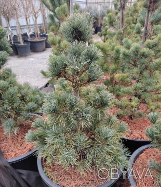 Сосна японская Бергман​​​​ / Pinus parviflora Bergman 
Редкая медленно растущая,. . фото 1