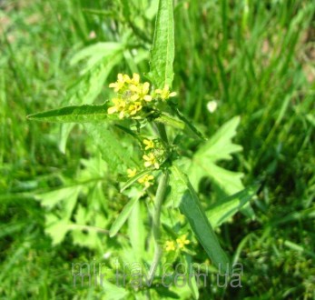 Свойства травы желтушник
Желтушник называют «сердечная броня», «сердечник», «ско. . фото 3