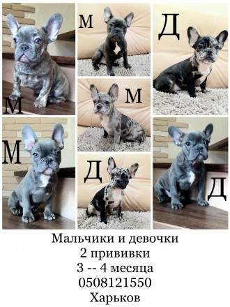 Щенок французского бульдога. Харків. фото 1 Щенок французского бульдога. Харків. фото 1