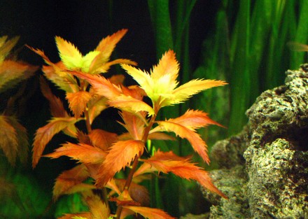 Продам разные аквариумные растения
Прозерпинака (Proserpinaca palustris). Расте. . фото 3