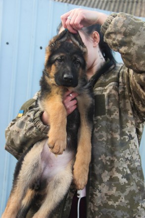 Цуцики німецької вівчарки, 3.5 місяці.. Фастов. фото 1 Цуцики німецької вівчарки, 3.5 місяці.. Фастов. фото 1