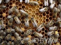 Продам пчелосемьи карпатской породы (6 рамок) в количестве 2-3 штук со своей пас. . фото 2