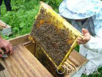 Продам пчелосемьи карпатской породы (6 рамок) в количестве 2-3 штук со своей пас. . фото 3