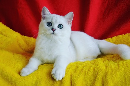 Монопородный питомник Amor Mio предлагает британских котят редкого окраса серебр. . фото 6