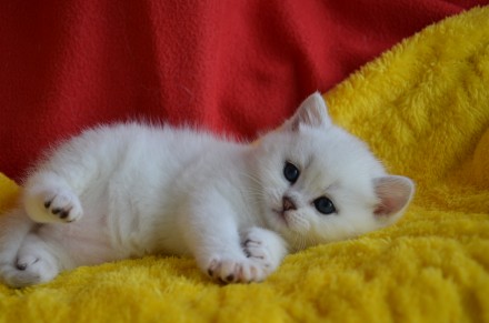 Монопородный питомник Amor Mio предлагает британских котят редкого окраса серебр. . фото 3