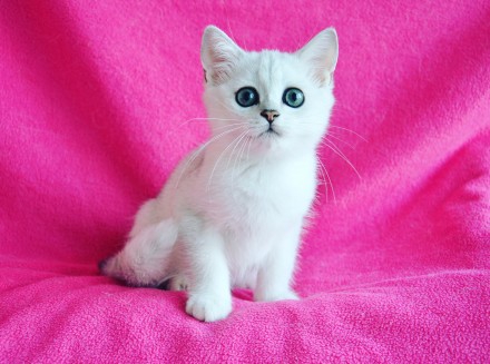 Монопородный питомник Amor Mio предлагает британских котят редкого окраса серебр. . фото 5