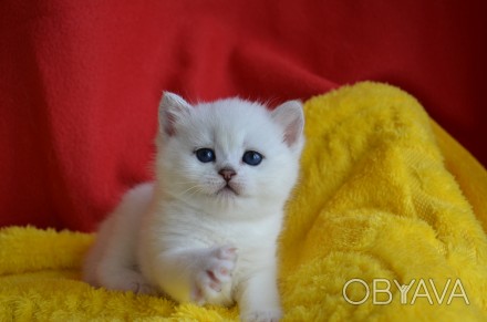 Монопородный питомник Amor Mio предлагает британских котят редкого окраса серебр. . фото 1