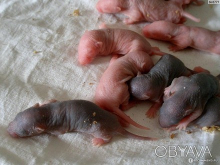 Замороженные крысы отличный вариант корма для многих животных,таких как: различн. . фото 1
